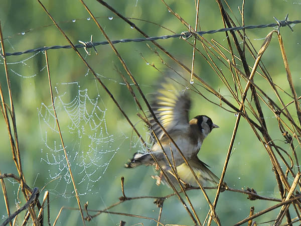 Tikli, European Goldfinch, Carduelis carduelis
